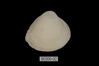 藏品(方形馬珂蛤)的圖片